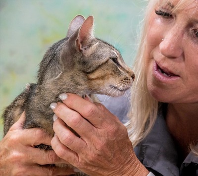 Manel - jung und verspielt, Mix - Kater