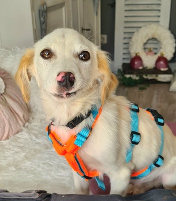 Maneo, Mix Welpen - Rüde