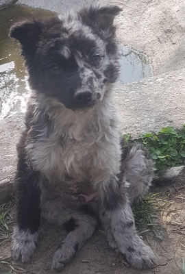 Manfred, Mudi Welpen - Rüde