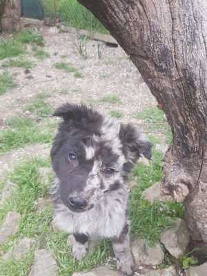 Manfred, ..... Welpen - Rüde