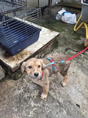 Mango, Mischling Welpen - Rüde