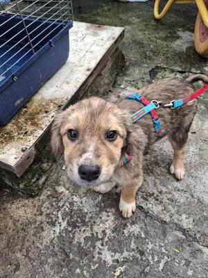 Mango, Mischling Welpen - Rüde