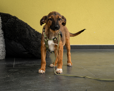 Mango, Mischling Welpen - Rüde