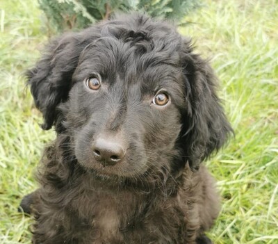 Mango, Welpen - Hündin