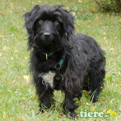 Mani, Dackel-Schnauzer-Mix - Hündin