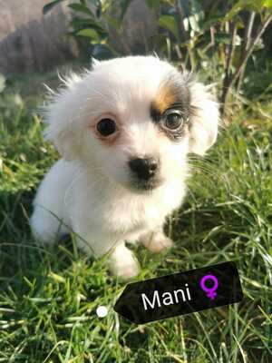 Mani, liebe Hündin auf der Suche nach der eigenen Familie, Chihuahua-Dackel-Mix Welpen - Hündin