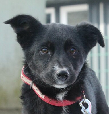 Manika, Mischling Welpen - Hündin