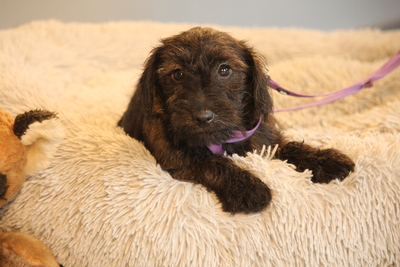 Manissa, Mischling Welpen - Hündin