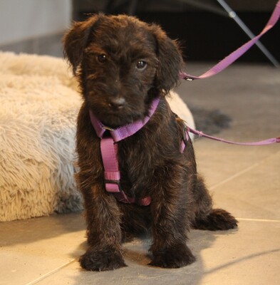 Manissa, Mischling Welpen - Hündin