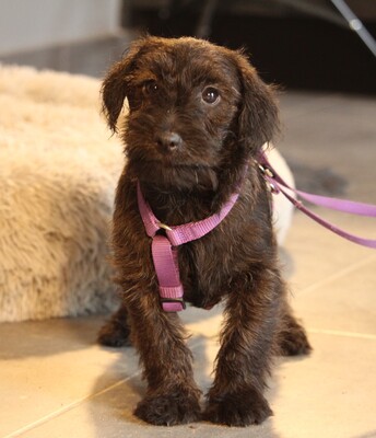 Manissa, Mischling Welpen - Hündin