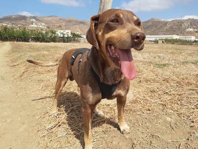 Manju - Wunderschöner Rüde, ca. 7 Jahre/55cm/27kg, Mischling - Rüde