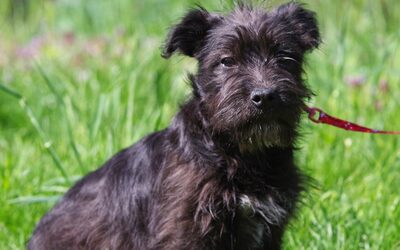 Manka, Mischling Welpen - Hündin