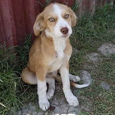 Mano / Reserviert, Mischling Welpen - Rüde