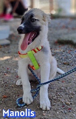 Manolis, Malinois Welpen - Rüde