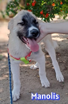 Manolis, Malinois Welpen - Rüde