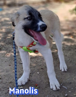 Manolis, Malinois Welpen - Rüde