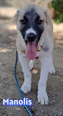 Manolis, Malinois Welpen - Rüde