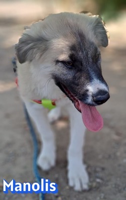 Manolis, Malinois Welpen - Rüde