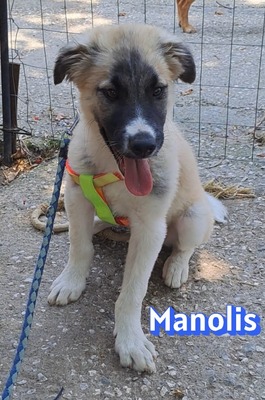 Manolis, Malinois Welpen - Rüde