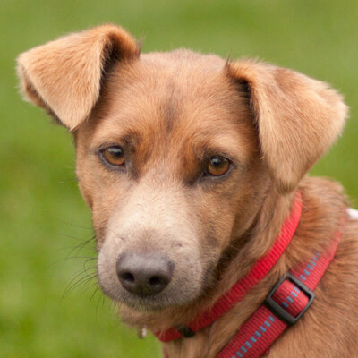 Mantscho, Mischling - Rüde