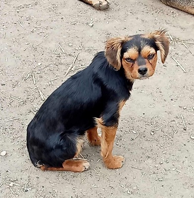 Mara, Mix Welpen - Hündin