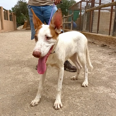 Mara, Podenco Andaluz - Mix - Hündin