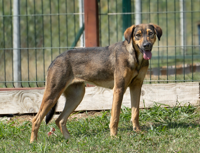 Mara - bewegungsfreudig, neugierig, vorsichtig, unsicher, anhänglich, Mischling (Video auf HP) - Hündin