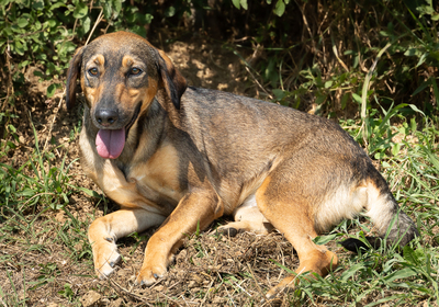 Mara - bewegungsfreudig, neugierig, vorsichtig, unsicher, anhänglich, Mischling (Video auf HP) - Hündin
