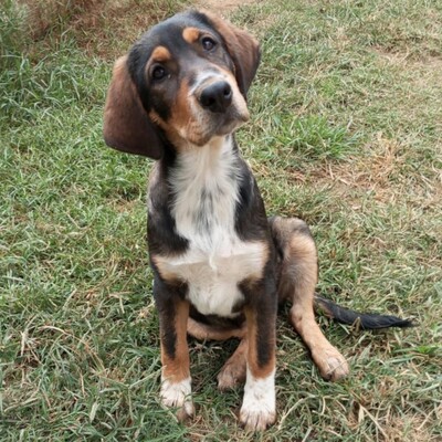 Mara - eine freundliche und ganz liebevolle Hündin / Vorgemerkt, griech. Schäferhund-Mischling Welpen - Hündin