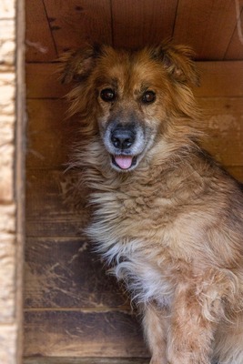 🌸 Mara – eine sanfte Seele auf der Suche nach Geborgenheit 🤍