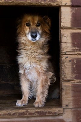 🌸 Mara – eine sanfte Seele auf der Suche nach Geborgenheit 🤍, Mischling - Hündin