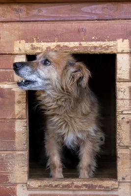 🌸 Mara – eine sanfte Seele auf der Suche nach Geborgenheit 🤍, Mischling - Hündin