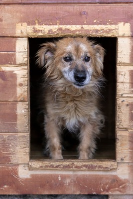 🌸 Mara – eine sanfte Seele auf der Suche nach Geborgenheit 🤍, Mischling - Hündin