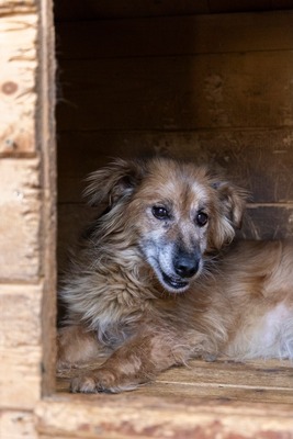 🌸 Mara – eine sanfte Seele auf der Suche nach Geborgenheit 🤍, Mischling - Hündin