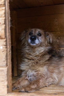 🌸 Mara – eine sanfte Seele auf der Suche nach Geborgenheit 🤍, Mischling - Hündin