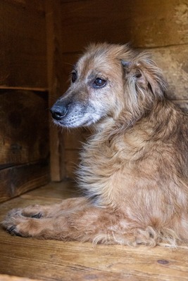 🌸 Mara – eine sanfte Seele auf der Suche nach Geborgenheit 🤍, Mischling - Hündin