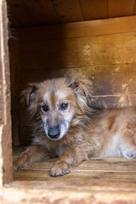 🌸 Mara – eine sanfte Seele auf der Suche nach Geborgenheit 🤍, Mischling - Hündin