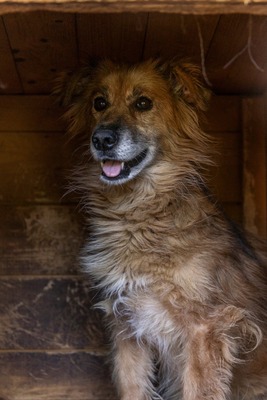 🌸 Mara – eine sanfte Seele auf der Suche nach Geborgenheit 🤍, Mischling - Hündin