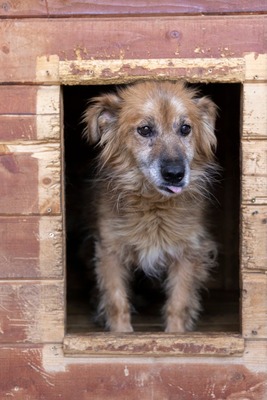 🌸 Mara – eine sanfte Seele auf der Suche nach Geborgenheit 🤍, Mischling - Hündin