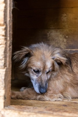 🌸 Mara – eine sanfte Seele auf der Suche nach Geborgenheit 🤍, Mischling - Hündin