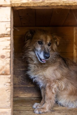 🌸 Mara – eine sanfte Seele auf der Suche nach Geborgenheit 🤍, Mischling - Hündin