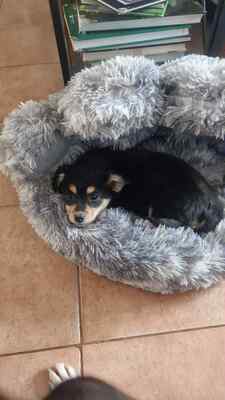 Mara, unsere kleine Zaubermaus erobert alle Herzen, Mischling Welpen - Hündin