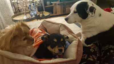 Mara, unsere kleine Zaubermaus erobert alle Herzen, Mischling Welpen - Hündin