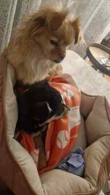 Mara, unsere kleine Zaubermaus erobert alle Herzen, Mischling Welpen - Hündin