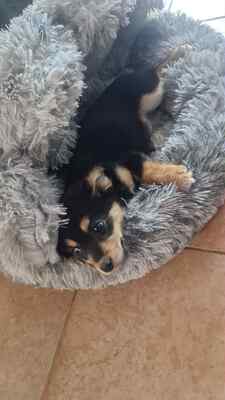 Mara, unsere kleine Zaubermaus erobert alle Herzen, Mischling Welpen - Hündin