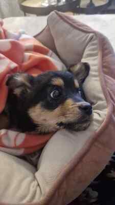 Mara, unsere kleine Zaubermaus erobert alle Herzen, Mischling Welpen - Hündin