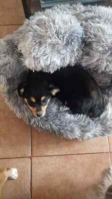 Mara, unsere kleine Zaubermaus erobert alle Herzen, Mischling Welpen - Hündin