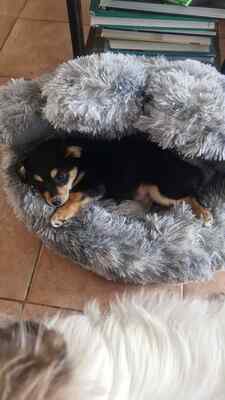 Mara, unsere kleine Zaubermaus erobert alle Herzen, Mischling Welpen - Hündin