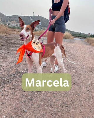 Marcela, Podenco-Mischling - Hündin