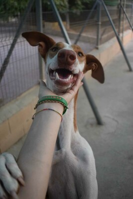 Marcela, Podenco-Mischling - Hündin